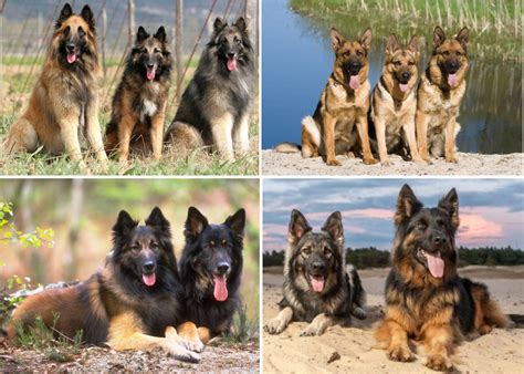 what dogs are similar to german shepherds